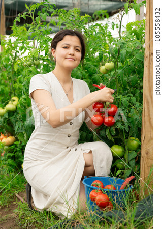 Asian woman tomatoes harvest 105558432