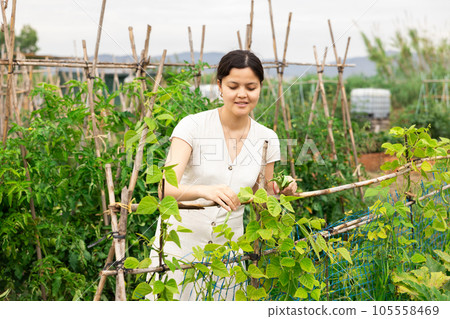 Portrait of young woman standing with ripe pods of green beans in hands on vegetable garden on summer day 105558469