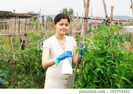 Asian woman spraying tomatoes 105558482