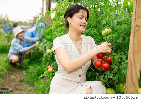 Asian woman tomatoes harvest Asian woman tomatoes harvest 105558519