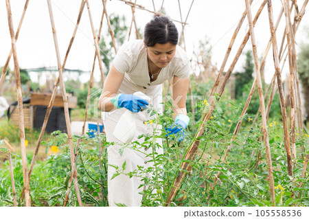 Asian woman spraying tomatoes Asian woman spraying tomatoes 105558536