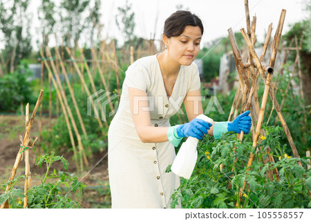 Asian woman spraying tomatoes 105558557