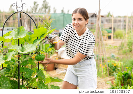 young girl in shorts at vegetable garden young girl in shorts at vegetable garden 105558597
