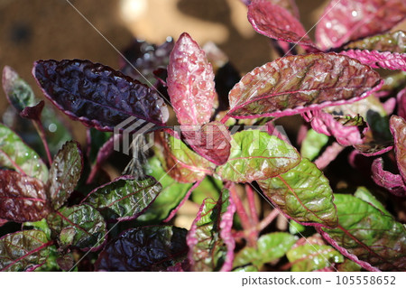 Poisonous shisomodoki with reddish-purple leaf undersides and bristly hairs (using a macro lens, close-up photo inside a greenhouse) 105558652