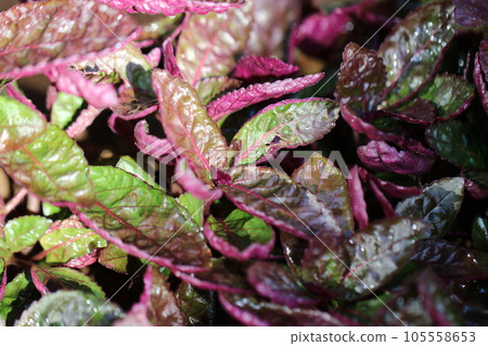 Poisonous shisomodoki with reddish-purple leaf undersides and bristly hairs (using a macro lens, close-up photo inside a greenhouse) 105558653