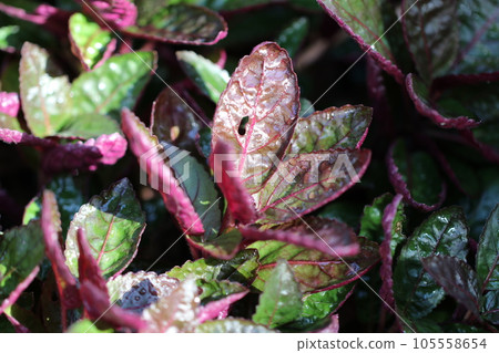 Poisonous shisomodoki with reddish-purple leaf undersides and bristly hairs (using a macro lens, close-up photo inside a greenhouse) 105558654