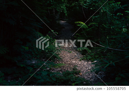 Nature walking path in tropical national park in rainforest Nature walking path in tropical national park in rainforest 105558705