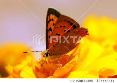 A nectar-absorbing butterfly with a beautiful reflected light on a yellow flower (using a macro lens, outdoor natural light, close-up photography) A nectar-absorbing butterfly with a beautiful reflected light on a yellow flower (using a macro lens, outdoor natural light, close-up photography) 105558834