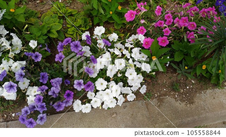Purple, white and pink flowers of petinias Purple, white and pink flowers of petinias 105558844