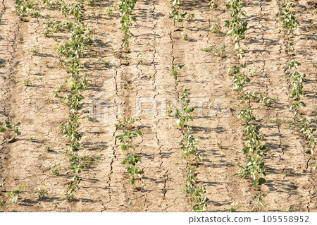 乾旱、酷暑作物 105558952