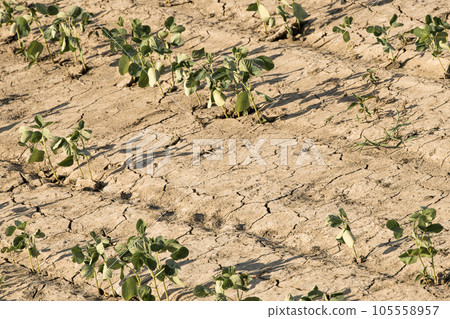 Drought, intense heat crops Drought, intense heat crops 105558957