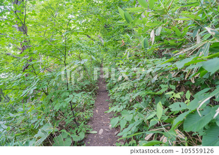 Shiomi course trail (Mt. Hakodate) Shiomi course trail (Mt. Hakodate) 105559126