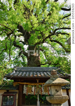 Shin Kumano Shrine Kagemuki Ookusumi (Higashiyama Ward, Kyoto City) 105559283