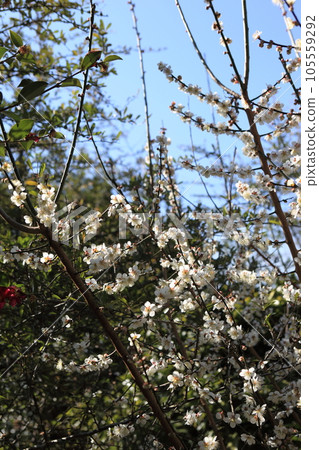 李子 李子 105559292