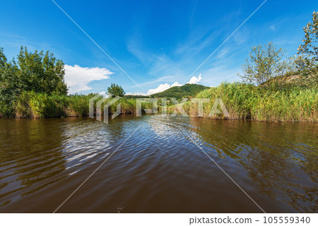 Green Reeds of Massaciuccoli Lake - Tuscany Italy Europe 105559340