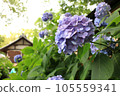 A flower landscape woven by hydrangea that harmonizes with the temple 105559341
