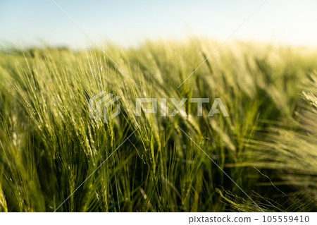 Green ears of barley on the agricultural field in summer. Landscape view on a barley field. Agricultural field with young green barley sprouts. Green ears of barley on the agricultural field in summer. Landscape view on a barley field. Agricultural field with young green barley sprouts. 105559410