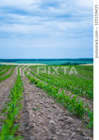 Rows of young green corn. Corn shoots. Green sprouts of corn maize on agricultural field. Cultivation of agricultural crop of maize in farmer's field. 105559435