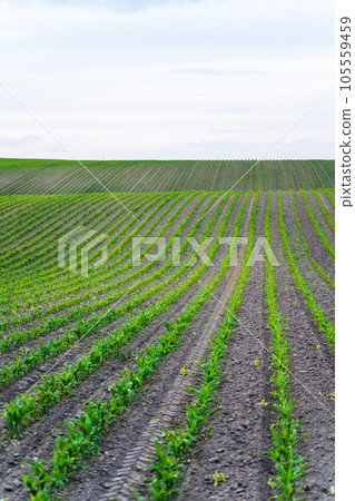 Rows of corn sprouts in a fertile soil on a farm field. Growing corn's sprouts in soil. 105559459