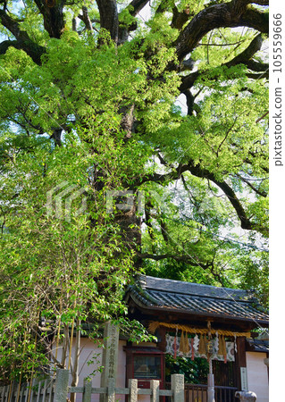 新熊野神社景向大隅(京都市東山區) 新熊野神社景向大隅(京都市東山區) 105559666