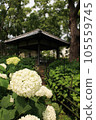 A flower landscape woven by hydrangea that harmonizes with the temple 105559745