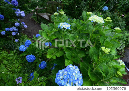 長凳和繡球花 105560076