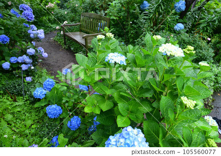 長凳和繡球花 105560077