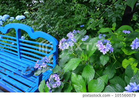 長凳和繡球花 105560079