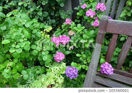 長凳和繡球花 105560081