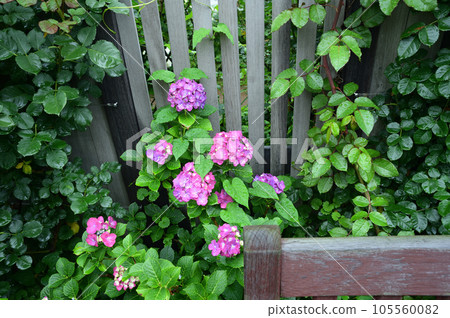 Bench and hydrangea Bench and hydrangea 105560082