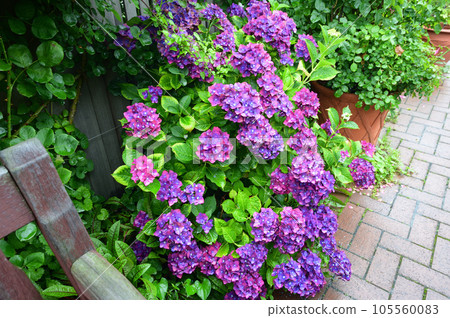 長凳和繡球花 105560083