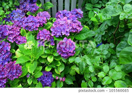 長凳和繡球花 105560085