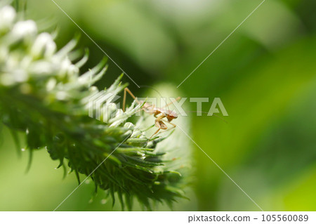 螳螂幼蟲在珍珠菜花序頂端擺姿勢(使用微距鏡頭,自然光,特寫照片) 螳螂幼蟲在珍珠菜花序頂端擺姿勢(使用微距鏡頭,自然光,特寫照片) 105560089