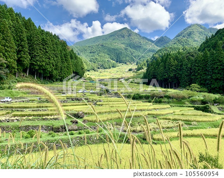 陽光明媚的秋季水稻梯田開始了收割工作（水稻收割和乾燥）[四谷千枚田/愛知縣新城市] 105560954