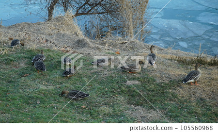 A flock of wild geese congregating on the ground beside a frozen river. A flock of wild geese congregating on the ground beside a frozen river. 105560968