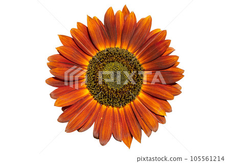 Sunflower 'Moulin Rouge F1' red flower isolated on white. 105561214