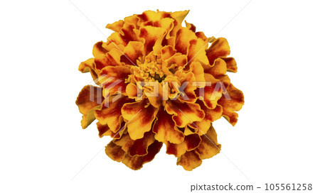 One French marigold orange-red flower isolated on white. One French marigold orange-red flower isolated on white. 105561258