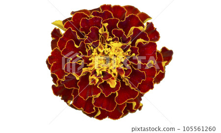 One French marigold red-orange  flower isolated on white. 105561260