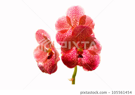 Inflorescence yellowish pink orange Vanda and Ascocenda orchid bunch flower. Abbreviated as Ascda in the horticultural trade, is man-made hybrid orchid genus resulting. Isolated on white background. 105561454