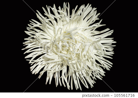 Aster Needle Unicum White flower isolated on black 105561716
