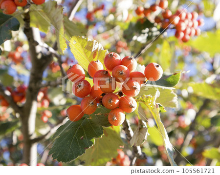 European rowan (Sorbus aucuparia) orange fruits on a branch European rowan (Sorbus aucuparia) orange fruits on a branch 105561721