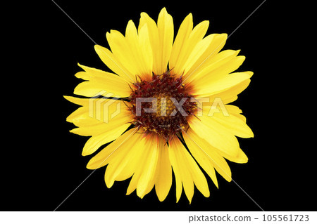 Gaillardia pulchella yellow flower isolated on black 105561723