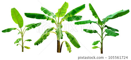 banana tree,collection of green leaves pattern isolated 105561724