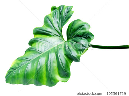 Green leaves pattern of tropical leaf plant isolated Green leaves pattern of tropical leaf plant isolated 105561739