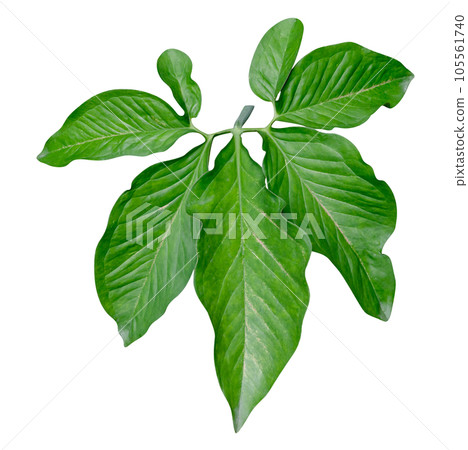 Green leaves pattern,leaf Syngonium podophyllum isolated Green leaves pattern,leaf Syngonium podophyllum isolated 105561740
