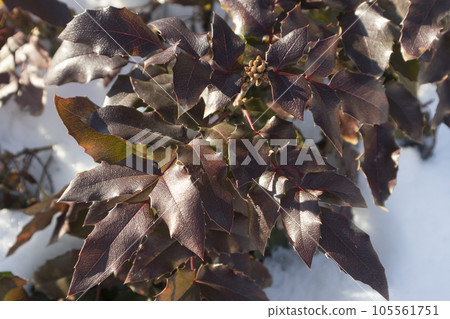 foliage of mahonia on a winter sunny day 105561751