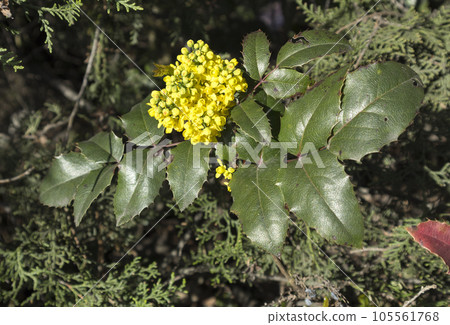 Mahonia aquifolium green leaves and yellow flowers Mahonia aquifolium green leaves and yellow flowers 105561768
