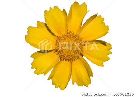 Coreopsis yellow flower in the wind isolated on white Coreopsis yellow flower in the wind isolated on white 105561830