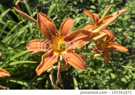 Orange Day Lily flowers on a summer day 105561871
