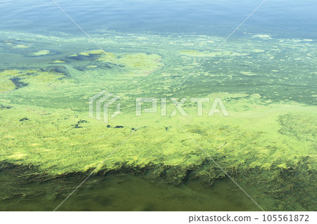 Algae polluted water in a river Algae polluted water in a river 105561872